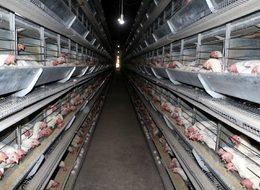 BESD-BİR Başkanı Dr. Koca: 'Tavuk üretimi durdu' iddiası yalandır