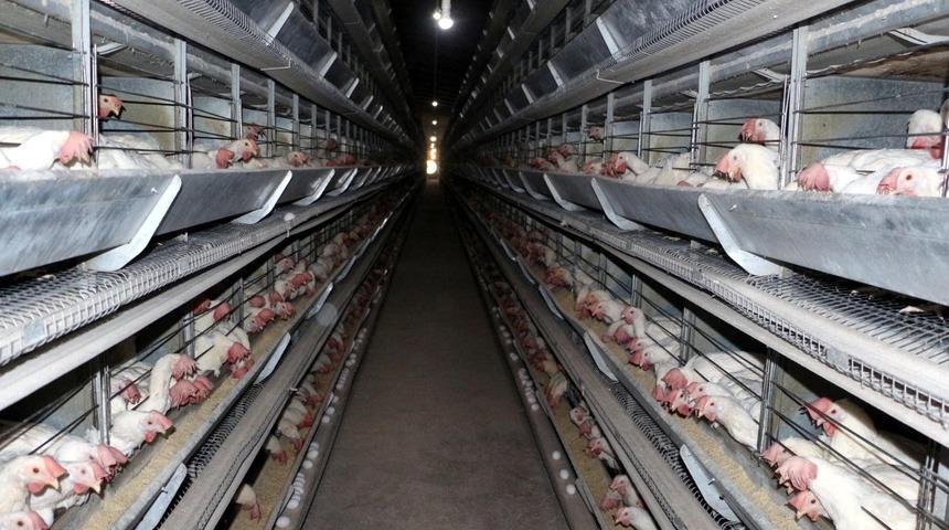 BESD-BİR Başkanı Dr. Koca: 'Tavuk üretimi durdu' iddiası yalandır