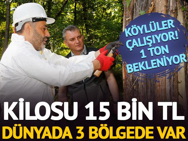 Kilosu 15 bin TL: D&uuml;nyada 3 b&ouml;lgede var, k&ouml;yl&uuml;ler &ccedil;alışıyor