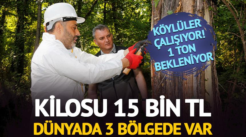 Kilosu 15 bin TL: D&uuml;nyada 3 b&ouml;lgede var, k&ouml;yl&uuml;ler &ccedil;alışıyor
