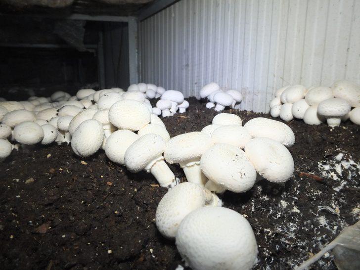 Soğuk hava deposunu mantarhane yaptı G2