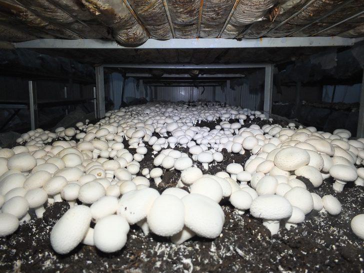 Soğuk hava deposunu mantarhane yaptı G3