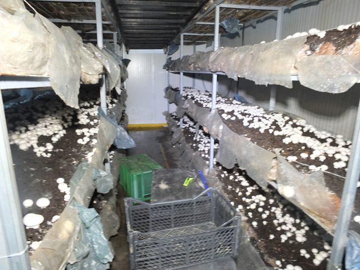 Soğuk hava deposunu mantarhane yaptı G4