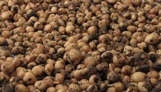 Kilosu 10 bin lira ama... 'Uyanıklar' bunu hesap etmemişti! Dudak u&ccedil;uklatan ceza