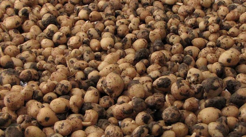 Kilosu 10 bin lira ama... 'Uyanıklar' bunu hesap etmemişti! Dudak u&ccedil;uklatan ceza