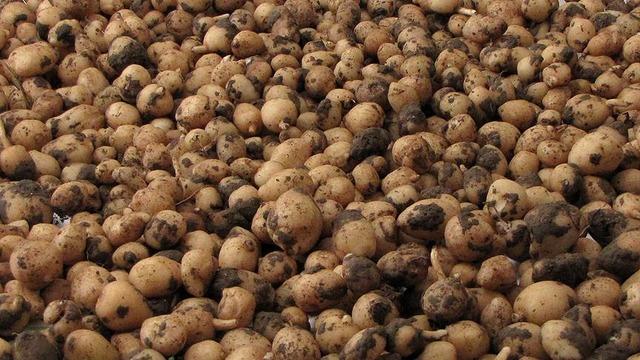 Kilosu 10 bin lira ama... 'Uyanıklar' bunu hesap etmemişti! Dudak uçuklatan ceza