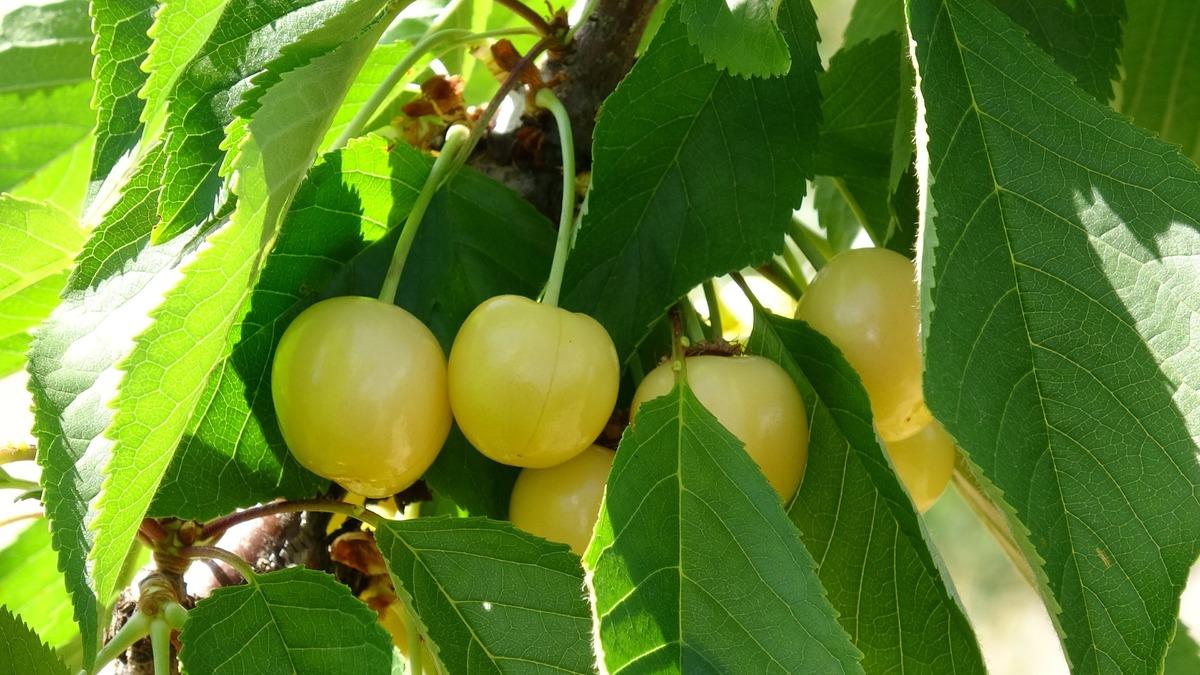 Günlük 3 bin TL ye işçi bulamıyorlar: Talep her geçen gün artıyor 4