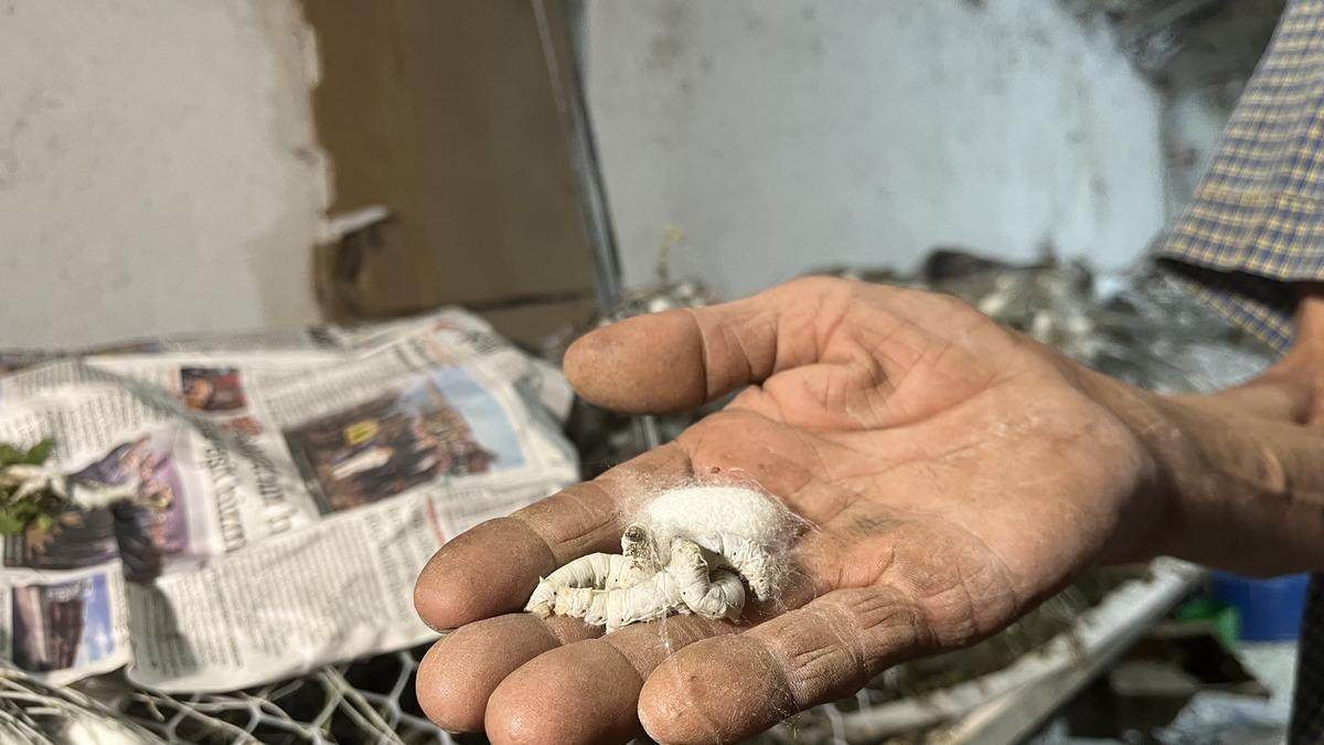 Dedesinden öğrendi: Bunun kadar gelir veren bir iş daha yok 9