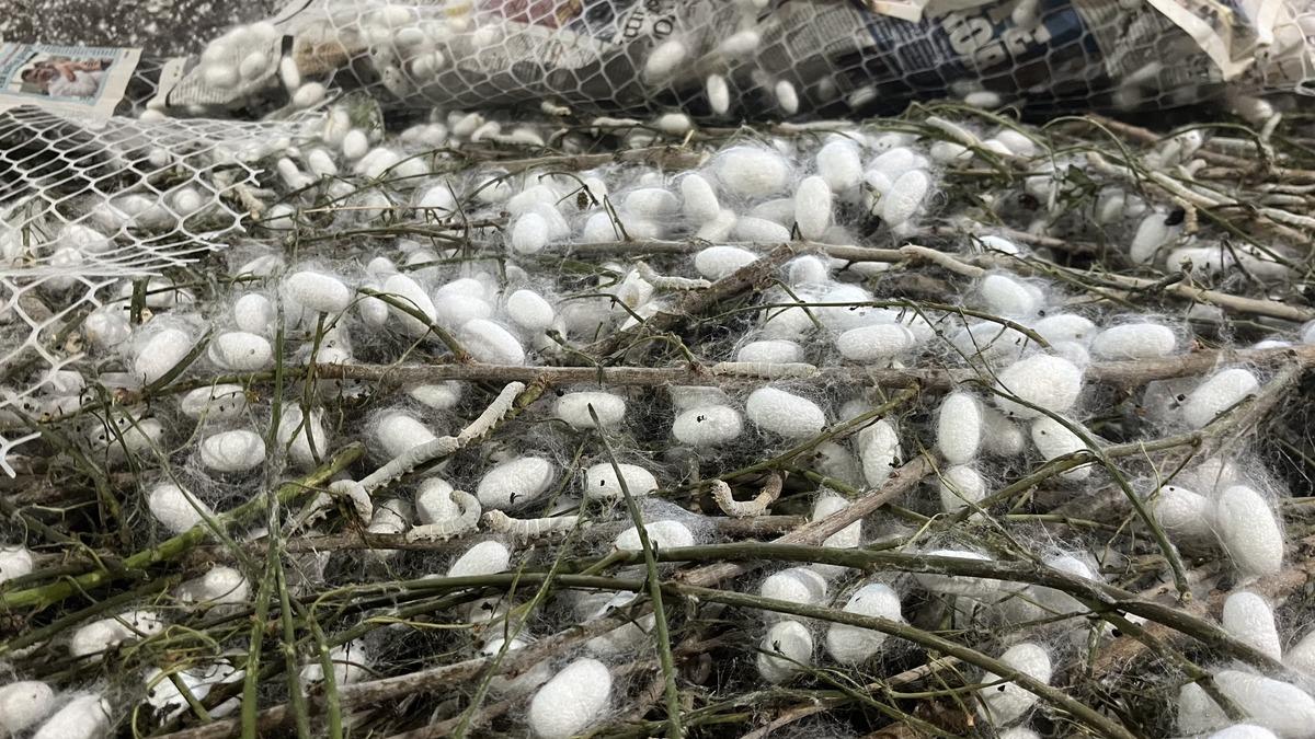 Dedesinden öğrendi: Bunun kadar gelir veren bir iş daha yok 8