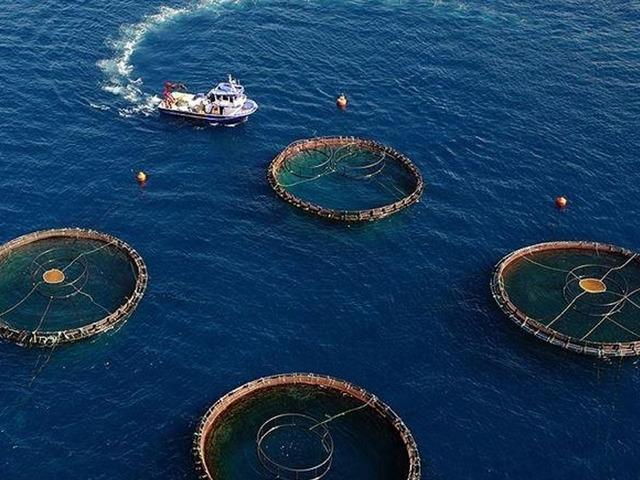 Doğu Karadeniz'in su &uuml;r&uuml;nleri ihracatı 5 ayda 73,7 milyon doları aştı