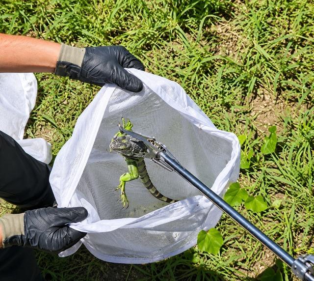 İtfaiyenin iguana mesaisi 3