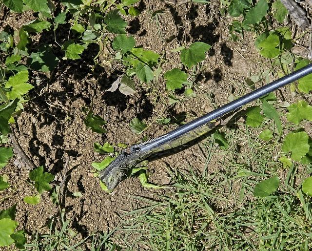 İtfaiyenin iguana mesaisi 2