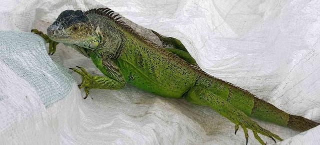 İtfaiyenin iguana mesaisi 1