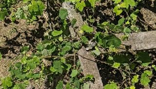 İtfaiyenin iguana mesaisi