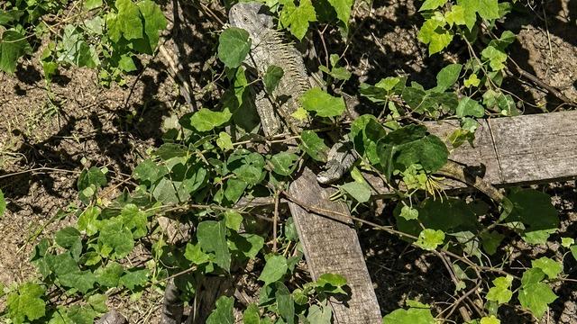 İtfaiyenin iguana mesaisi