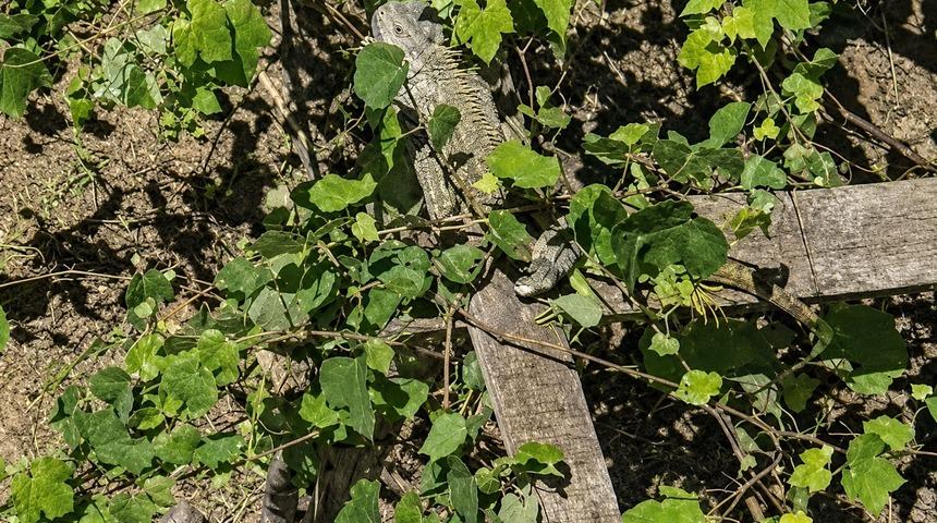 İtfaiyenin iguana mesaisi
