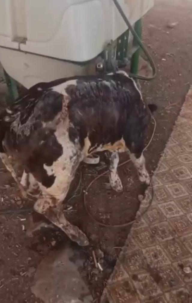 Anız yangını tarım malzemelerini kül etti 1