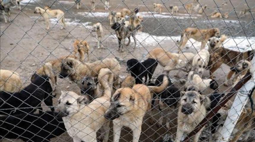 Edremit'te kuduz vakası sonrası karantina uygulaması başladı