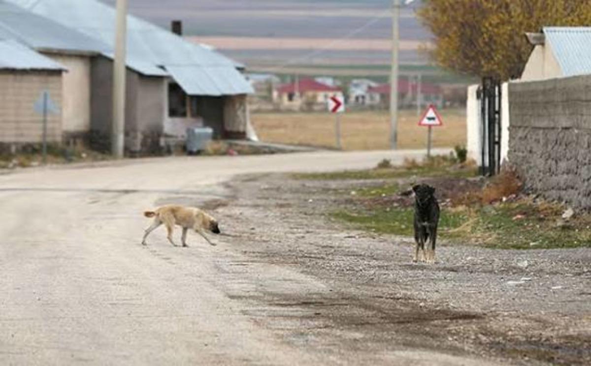 Edremit te kuduz vakası sonrası karantina uygulaması başladı 1