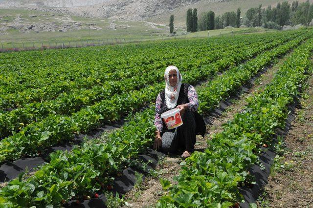 Patatesi bıraktı, çilekle yüzü güldü