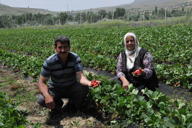 Patatesi bıraktı, çilekle yüzü güldü