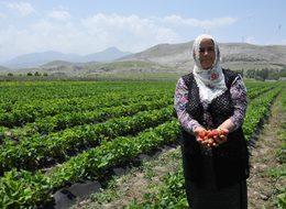 Patatesi bıraktı, çilekle yüzü güldü