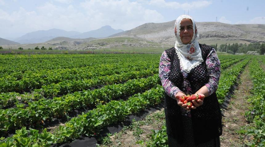 Patatesi bıraktı, çilekle yüzü güldü