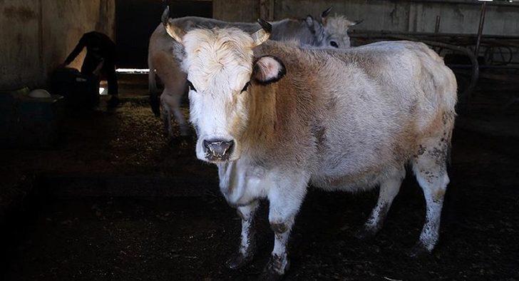 Korkunç iddia: Türkiye Polonya'dan 3 bin hasta sığır eti ithal etmiş!
