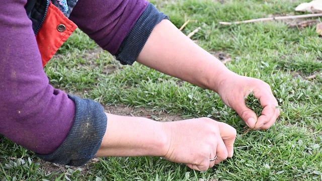 Jiletle toplanıyor, kilosu 200 lira! Tezgahlarda yerini aldı