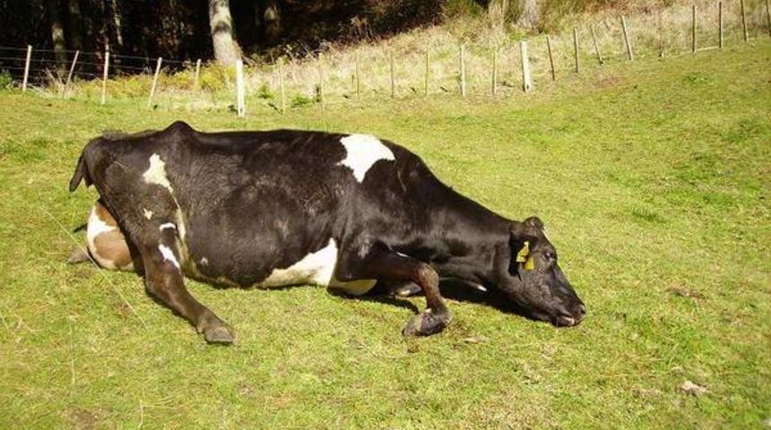 Deli dana nasıl bir hastalıktır, nasıl bulaşır, belirtileri nelerdir, tedavisi var mı?