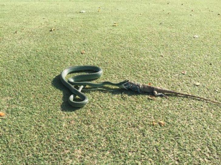 Yılan, anne tavşana yenildi  G1