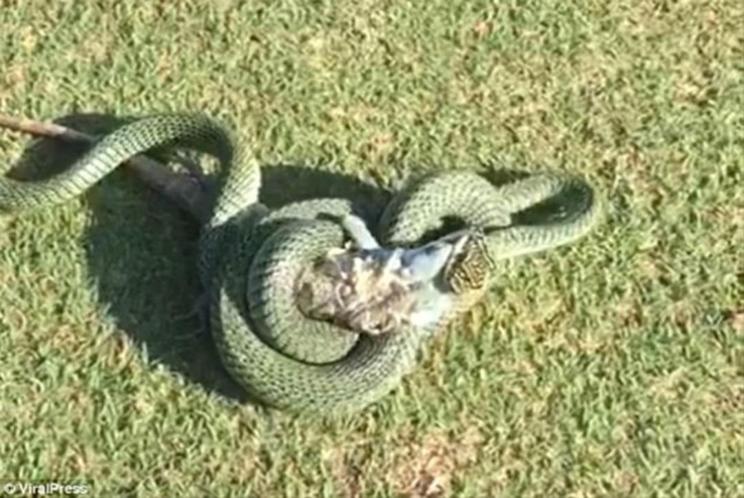 Saniyeler i&ccedil;inde yuttu! 