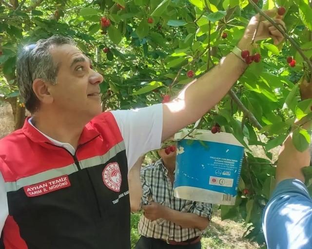 Aydın&rsquo;da kiraz hasadı s&uuml;r&uuml;yor 4