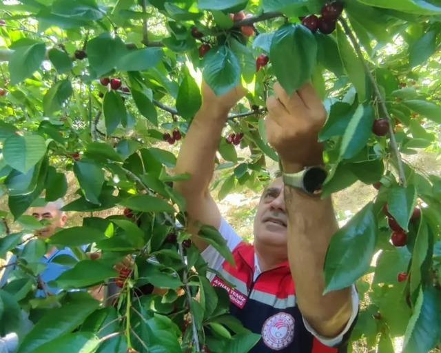 Aydın&rsquo;da kiraz hasadı s&uuml;r&uuml;yor 3