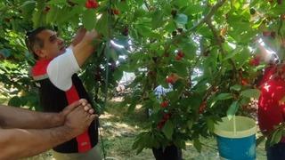 Aydın’da kiraz hasadı sürüyor