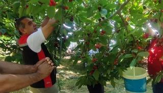 Aydın&rsquo;da kiraz hasadı s&uuml;r&uuml;yor