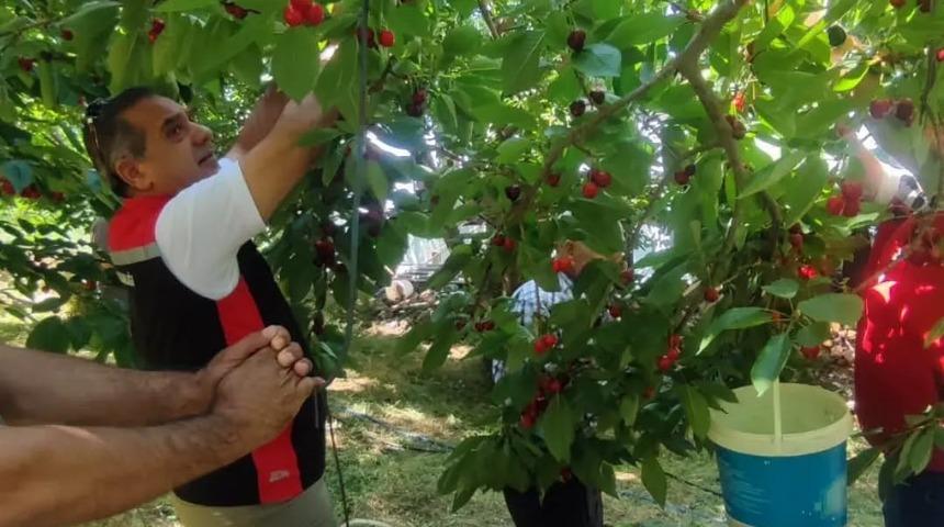 Aydın&rsquo;da kiraz hasadı s&uuml;r&uuml;yor
