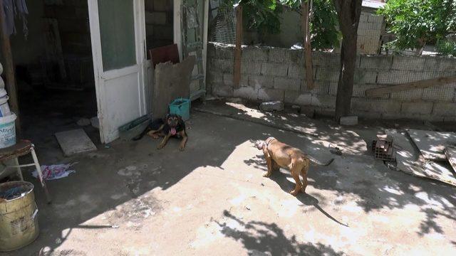 Evde 18 köpek besleyince, ev sahibi ve komşularıyla başı derde girdi