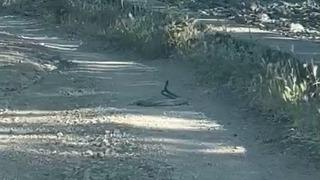 Bingöl’de iki yılanın dansı görüntülendi