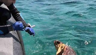 Ağa takılan deniz kaplumbağasını dernek g&ouml;revlileri kurtardı