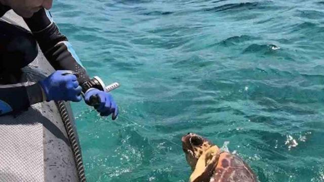 Ağa takılan deniz kaplumbağasını dernek görevlileri kurtardı