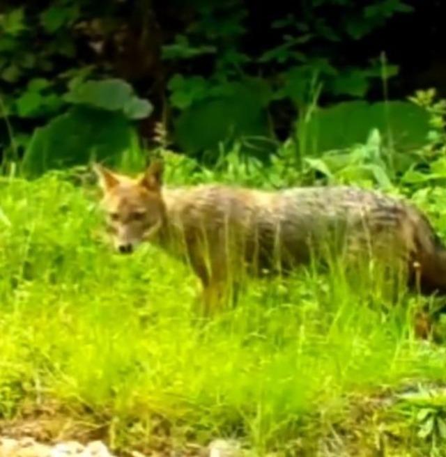 Aynı ormanda yiyecek arayan farklı t&uuml;rler fotokapana yakalandı 1