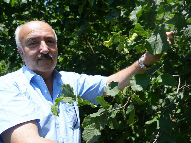 Samsun'un fındıkta hedefi bu yıl da birincilik
