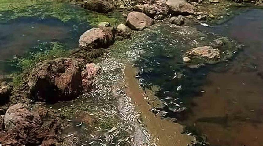 Araban Karasu &Ccedil;ayı&rsquo;nda tedirgin eden toplu balık &ouml;l&uuml;mleri