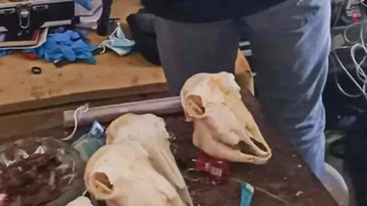 Avrupa nın g&ouml;beğinde vahşet! "İnsan par&ccedil;alarından yemek hazırlayıp yedim" 2