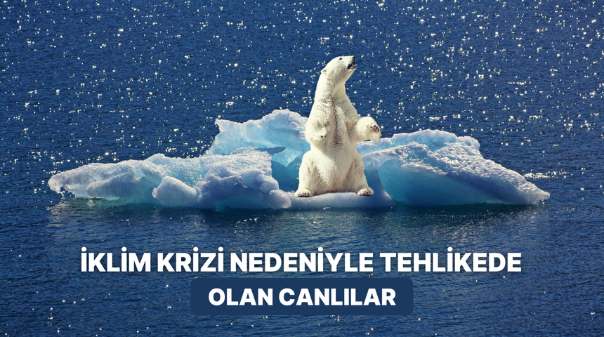 Sessizce yok oluyorlar: İklim krizi nedeniyle T&uuml;rkiye'de nesli tehlike altında olan canlı t&uuml;rleri