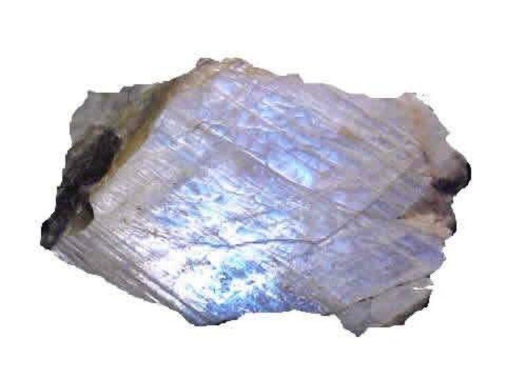 BAKIMI