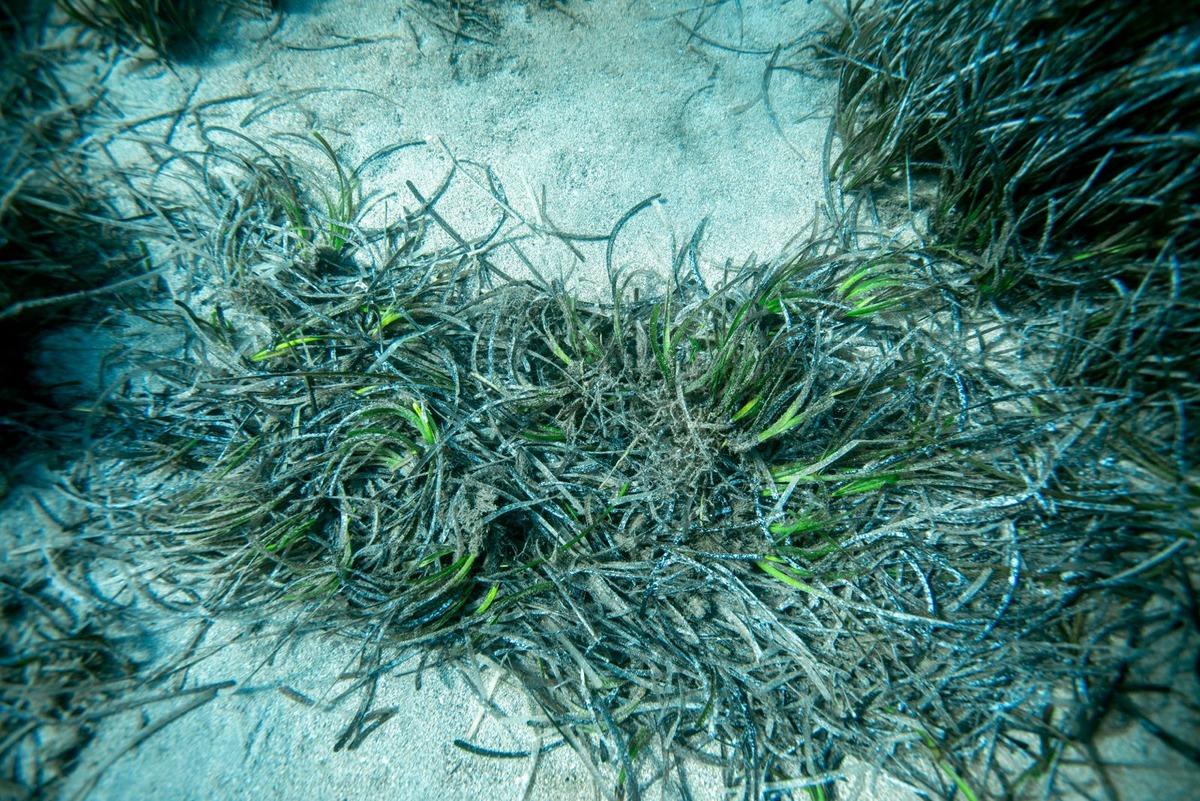 Bodrum&rsquo;da gizli doğa hazinesi keşfedildi: 40 metre derinlikte! 4