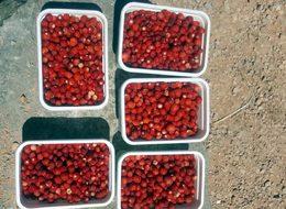 Fiyatı dudak uçuklatan organik dağ çileği! Kilosu 100 TL