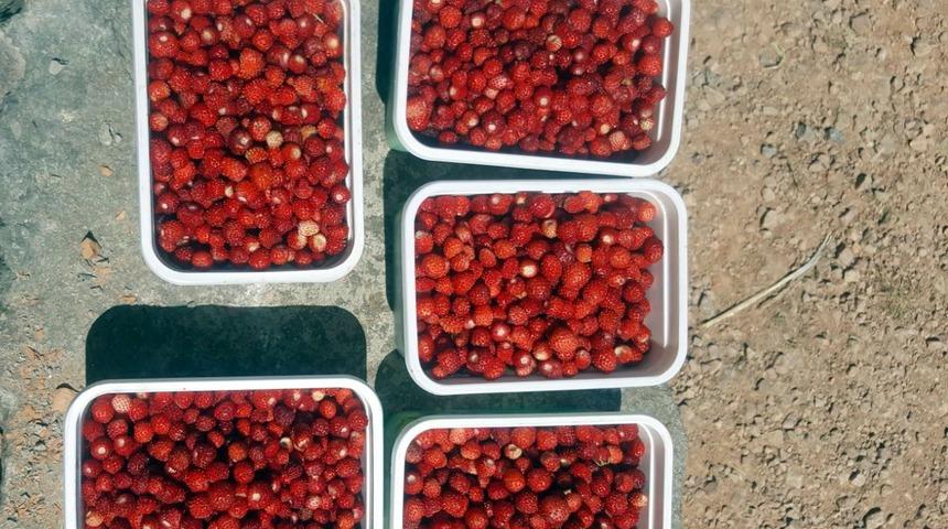 Fiyatı dudak uçuklatan organik dağ çileği! Kilosu 100 TL
